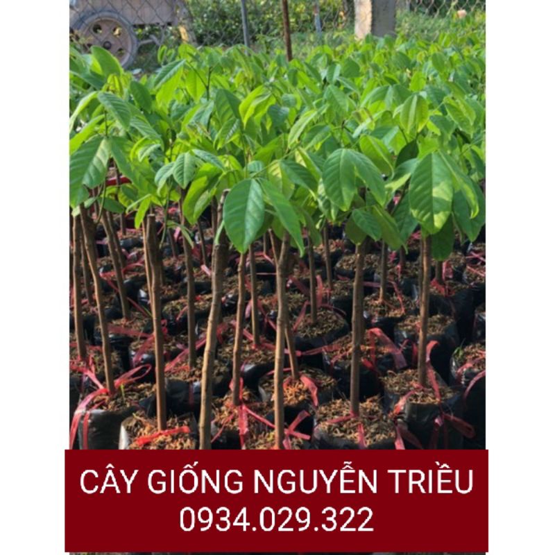 CÂY GIỐNG CHÔM CHÔM THÁI