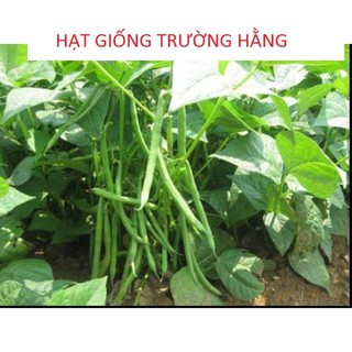 Hạt Giống Đậu Cove Lùn Ngon dễ trồng nhanh thu hoạch ( gói 20 hạt)