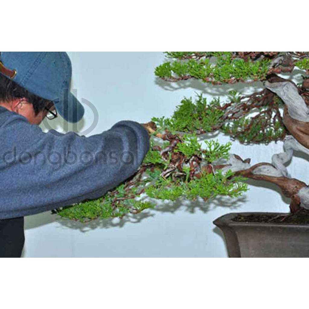 Dây nhôm mạ đen uốn cây bonsai đóng gói 1kg