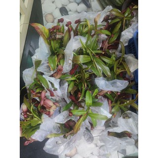 Cây nắp ấm bắt muỗi ruồi kiến bao dễ trồng