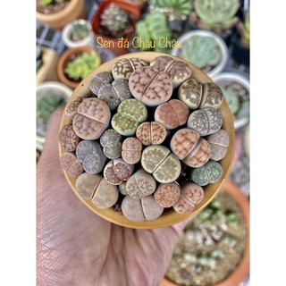 CHẬU SỨ SEN MÔNG - LITHOPS ĐẸP