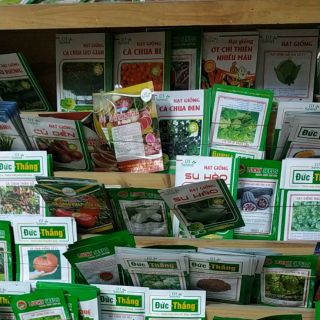 Combo Hạt giống Cải bó xôi, cải xoăn, cải cầu vồng,cải ngồng -  Rau củ quả trồng tại vườn, sân thượng, nông trang, ban c