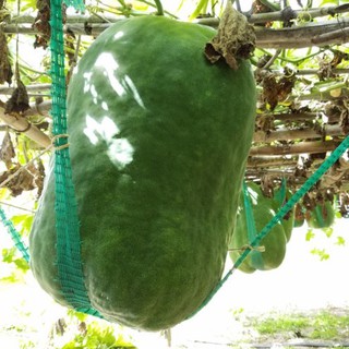 Hạt Giống Bí Đao Xanh Khổng Lồ ( Gói 5 hạt - tặng 3 viên nén xơ dừa ươm hạt )