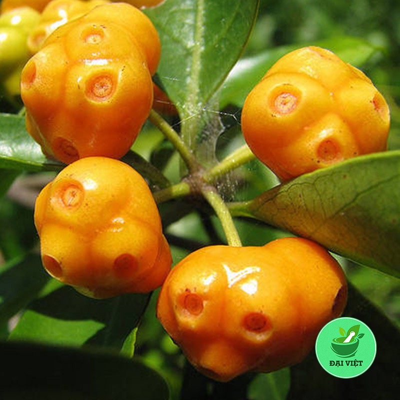 1KG Cây mặt quỷ khô - DV039