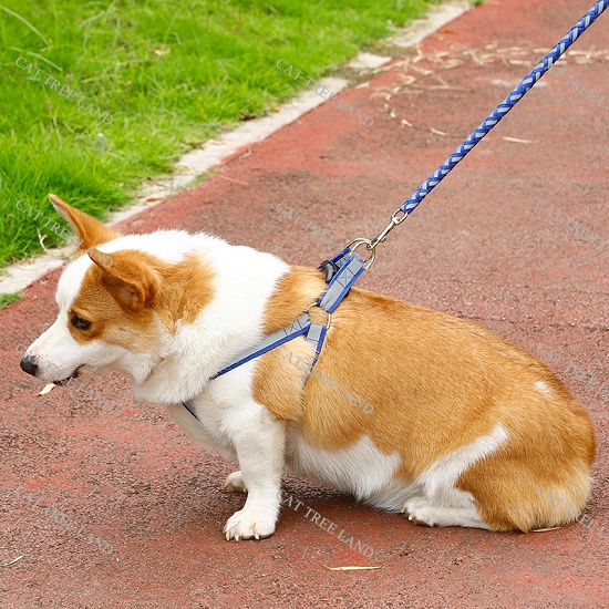 DÂY DẮT CHÓ MÈO KÈM ĐAI YẾM NGỰC, PHẢN QUANG PHÁT SÁNG - VÒNG CỔ MÈO CHÓ - DÂY XÍCH CHO THÚ CƯNG