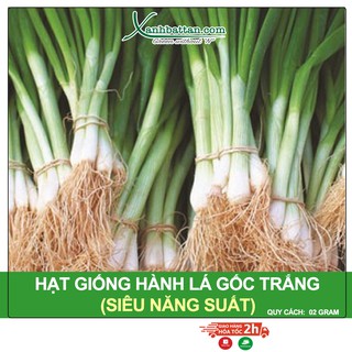 Hạt Giống Hành Lá Gốc Trắng Phú Nông Gói 2 Gram