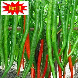 Hạt Giống Ớt hàn Quốc 30 Hạt