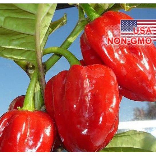 5 Hạt giống ớt Siêu Cay Red Habanero tặng kèm kích mầm