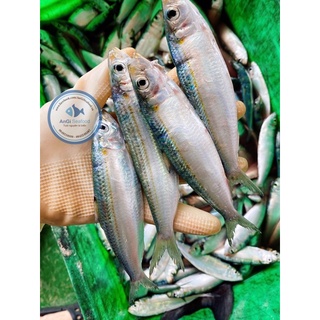 [GIAO HỎA TỐC SG] Cá trích phile 500g