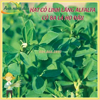 Hạt giống cỏ linh lăng Alfalfa, cỏ ba lá họ đậu (gói 100g)