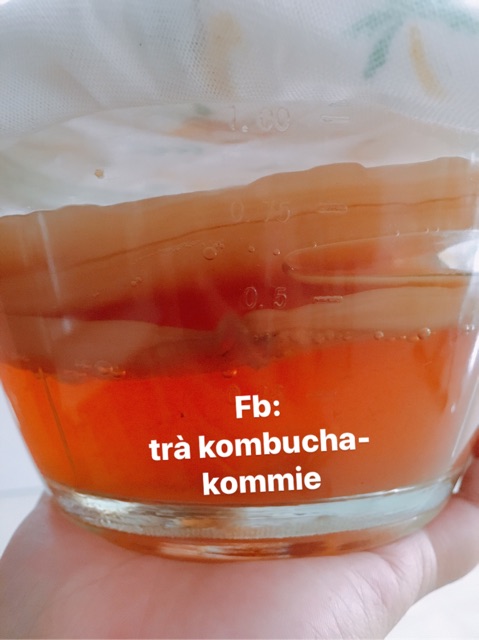 Set scoby trà đường làm kombucha+ quà tặng | BigBuy360 - bigbuy360.vn