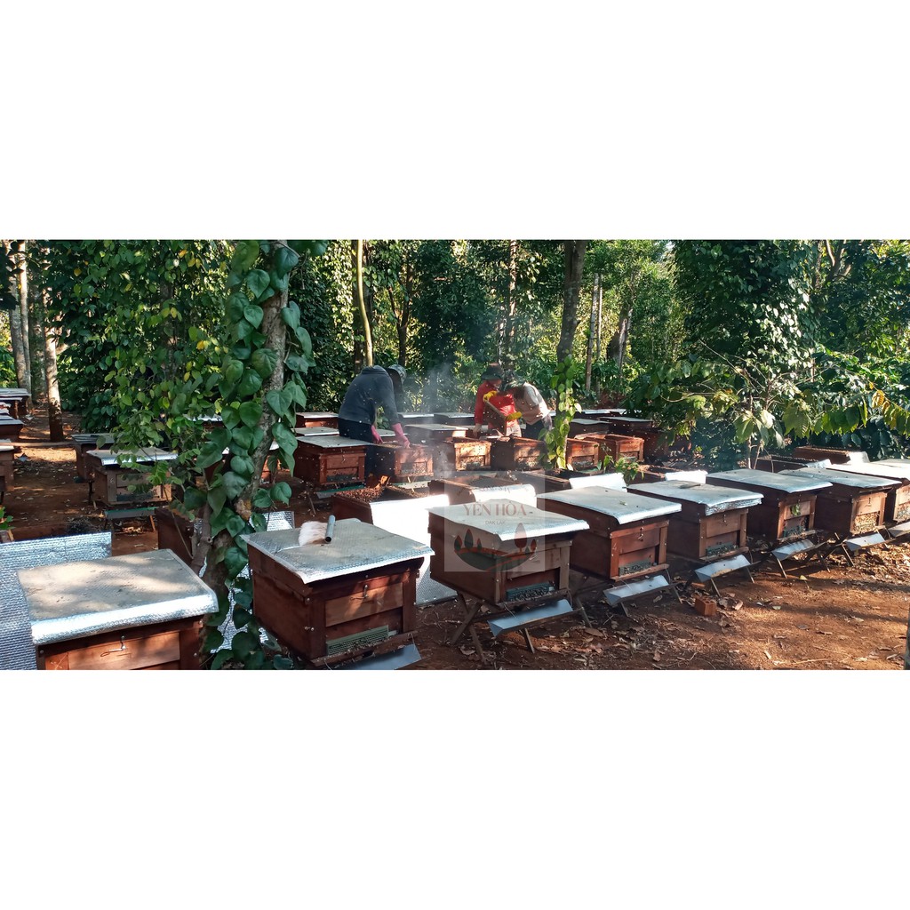 Mật ong hoa Cà Phê (1 lít ) trực tiếp từ trại ong DakLak | BigBuy360 - bigbuy360.vn