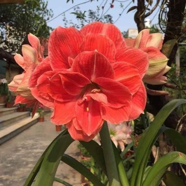 Củ Huệ Kép
