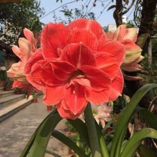 Củ Huệ Kép