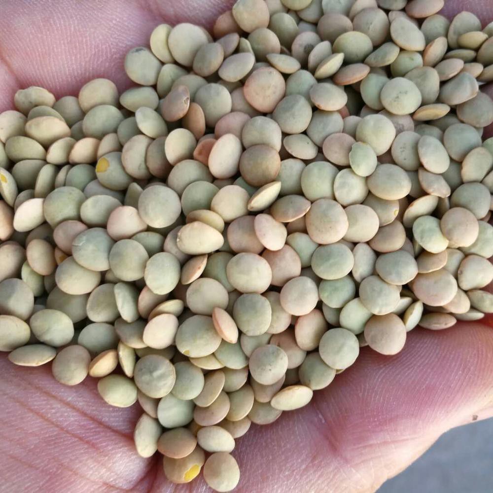 Green Lentil Non GMO - Đậu Lăng Xanh không biến đổi gen nguyên hạt Argentina