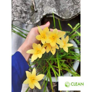 Huệ mưa Huệ mưa