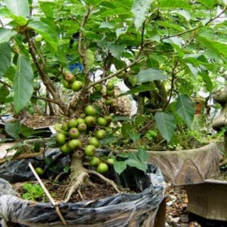 Cây 🌲 sung nếp đang trái