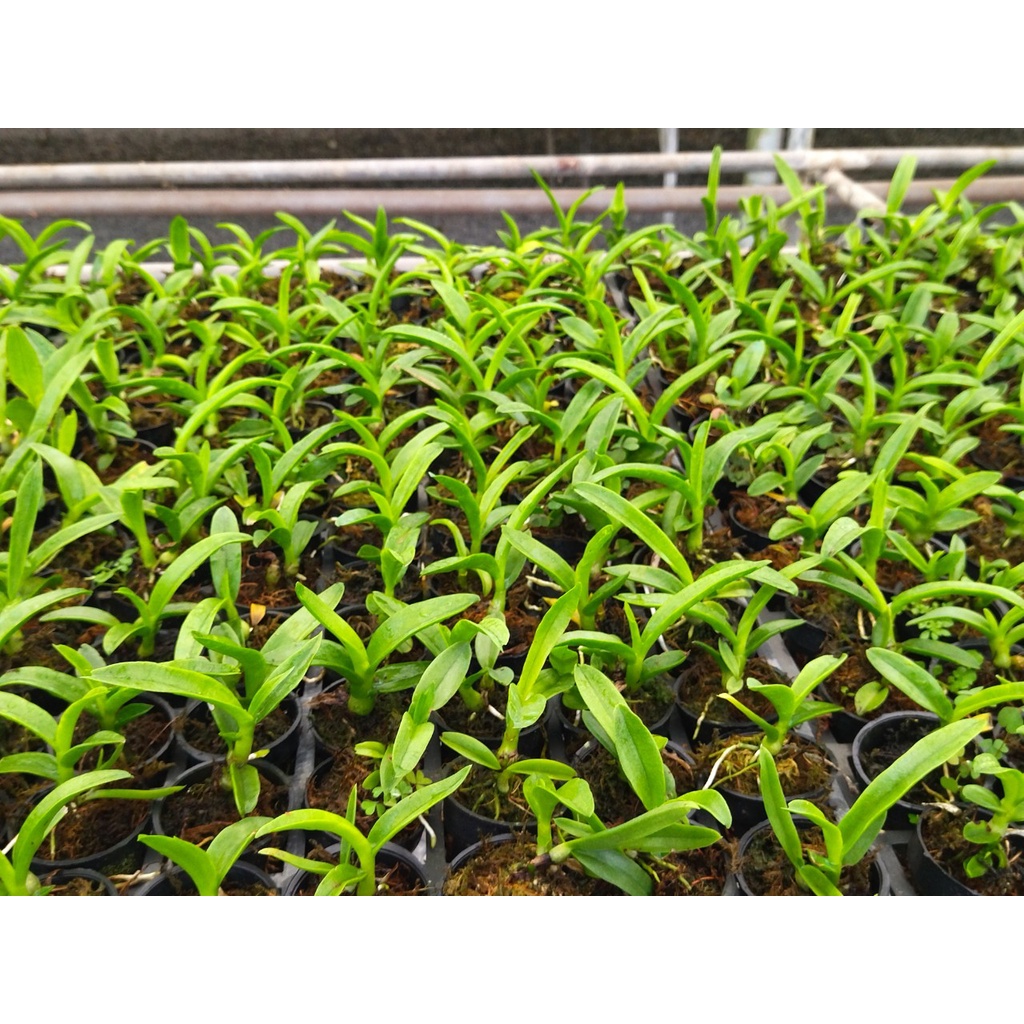 Denro nắng pensoda xưa hoa thơm hàng cây lớn