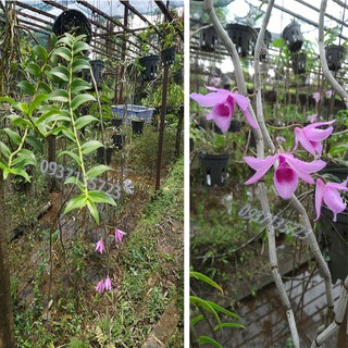 CÂY LAN GIẢ HẠC HOA HỒNG ĐỎ-[CÂY LỚN]