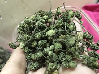 Nụ tam thất bao tử