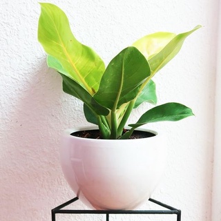 CÂY TRẦU BÀ ĐẾ VƯƠNG Vàng, (cao 35cm),