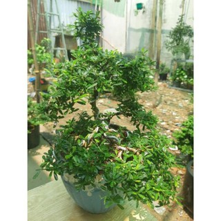 linh sam bonsai mini TẶNG CHẬU