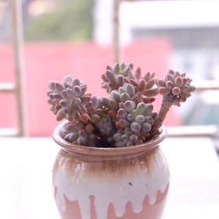 (Pachyphytum Baby finger) Sen đá sỏi baby finger cổ thụ