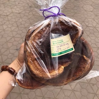 Nấm linh chi rừng hàng nguyên tảng