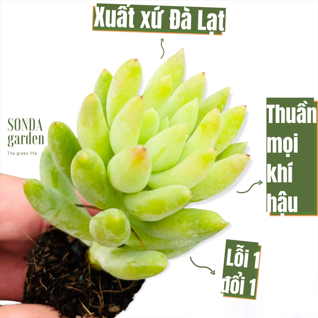 Sen đá chuỗi ngọc đứng SONDA GARDEN size mini 2.5-4cm, xuất xứ Đà Lạt, khoẻ đẹp, lỗi 1 đổi 1