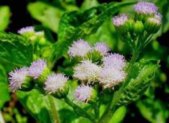 Xịt mũi Hoa cứ.t lợn