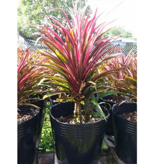Combo 10 Chậu nhựa đen C12 33*27*25