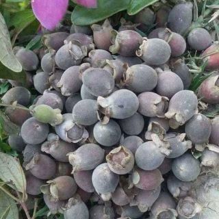Cây giống sim rừng