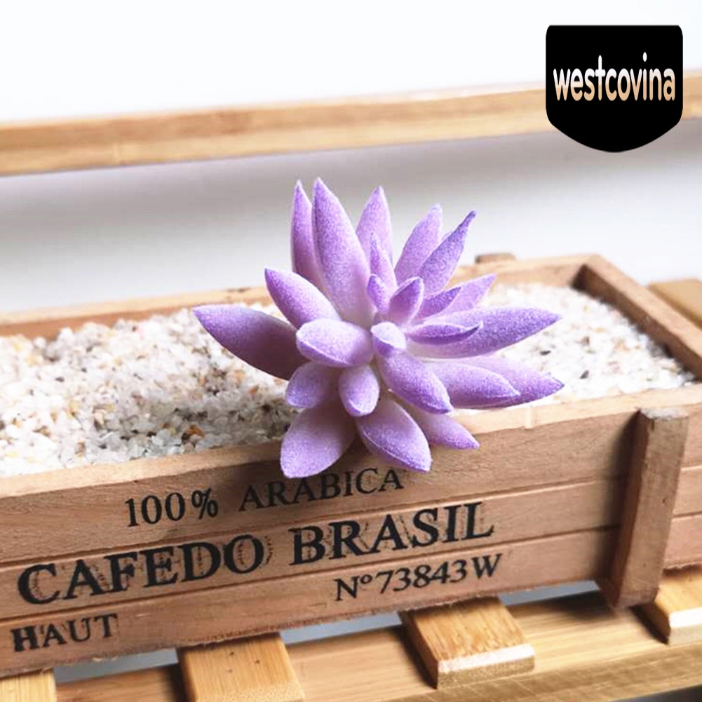 [Hot]☀ 1 Chậu Cây Bonsai Để Bàn Trang Trí