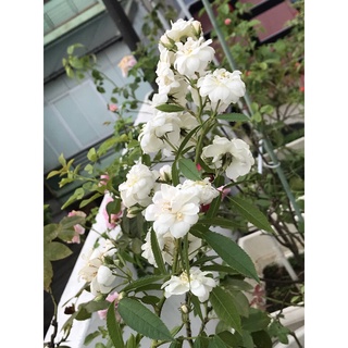 CÂY GIỐNG HƯƠNG THẢO (chỉ gửi miền bắc!)