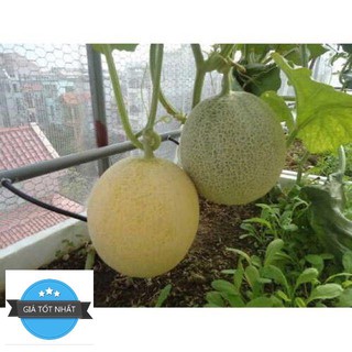 Hạt Giống Dưa Lưới Xanh - 10 hạt