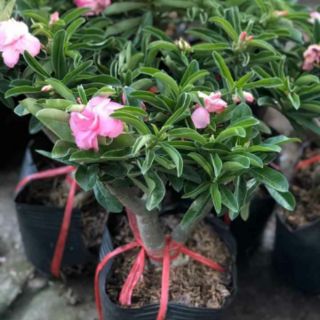 Hoa sứ Kỳ Duyên