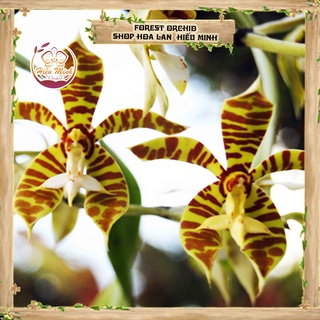 Hoa Lan đột biến Hổ Bì, Phong lan rừng Tây Bắc, Lào, Cây Giống Giá Rẻ, Địa, Hồ Điệp