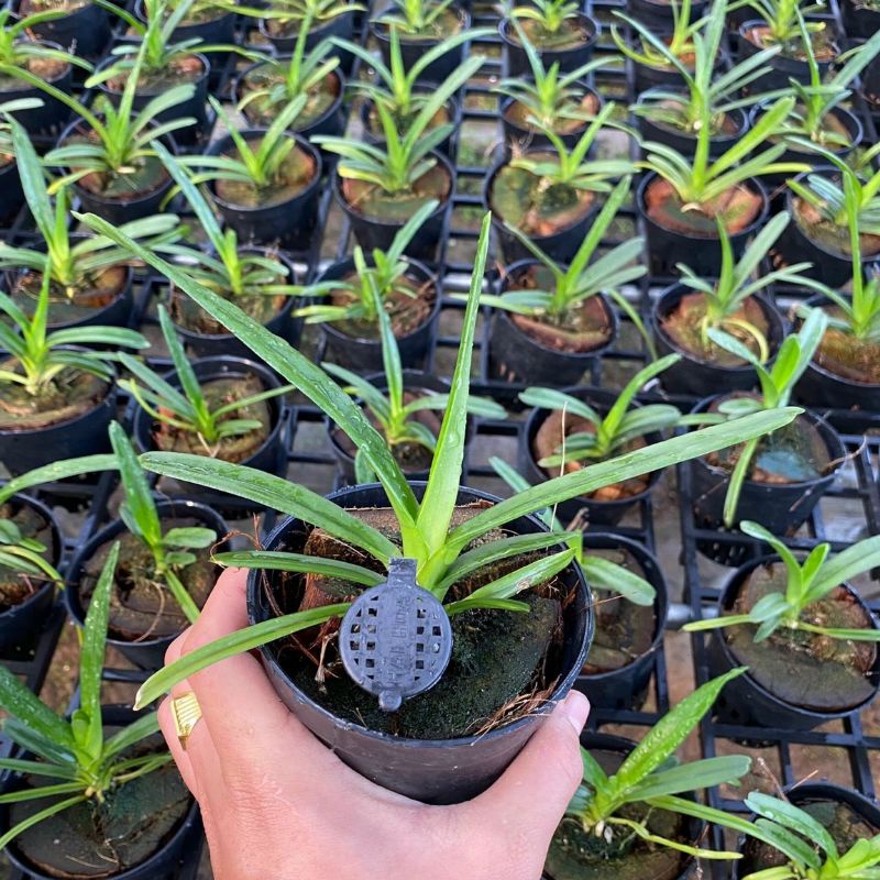 Hoa lan kiếm Phan Trí