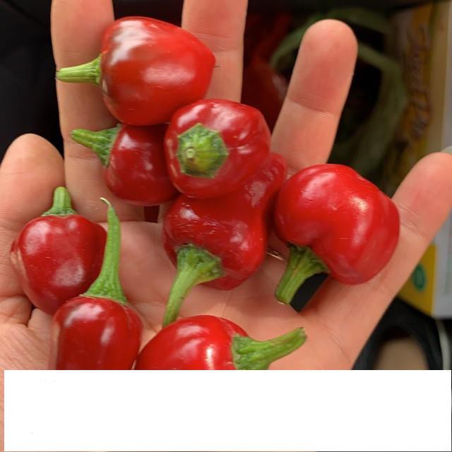 5 Hạt Giống Ớt Cay Habanero Scoville Giống Ớt Cay Nhất Thế Giới Giống Nhập Ngoại 5 Màu  KHUYẾN MẠI SHOP MỚI HẠ GIÁ SỈ