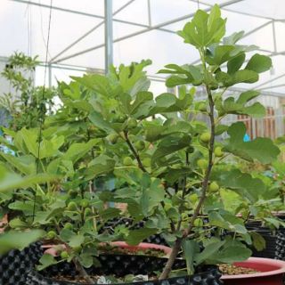 Cây 🌲 Sung Mỹ... đang vào trái