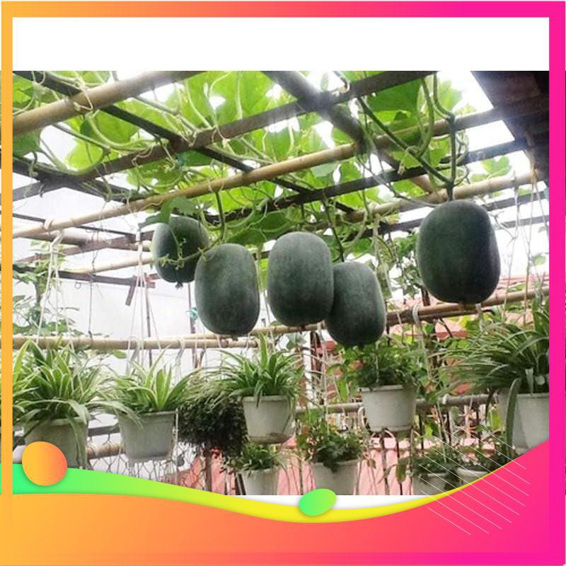 Hạt Giống Bí Xanh Đài Loan - 10 Hạt VIETGAR
