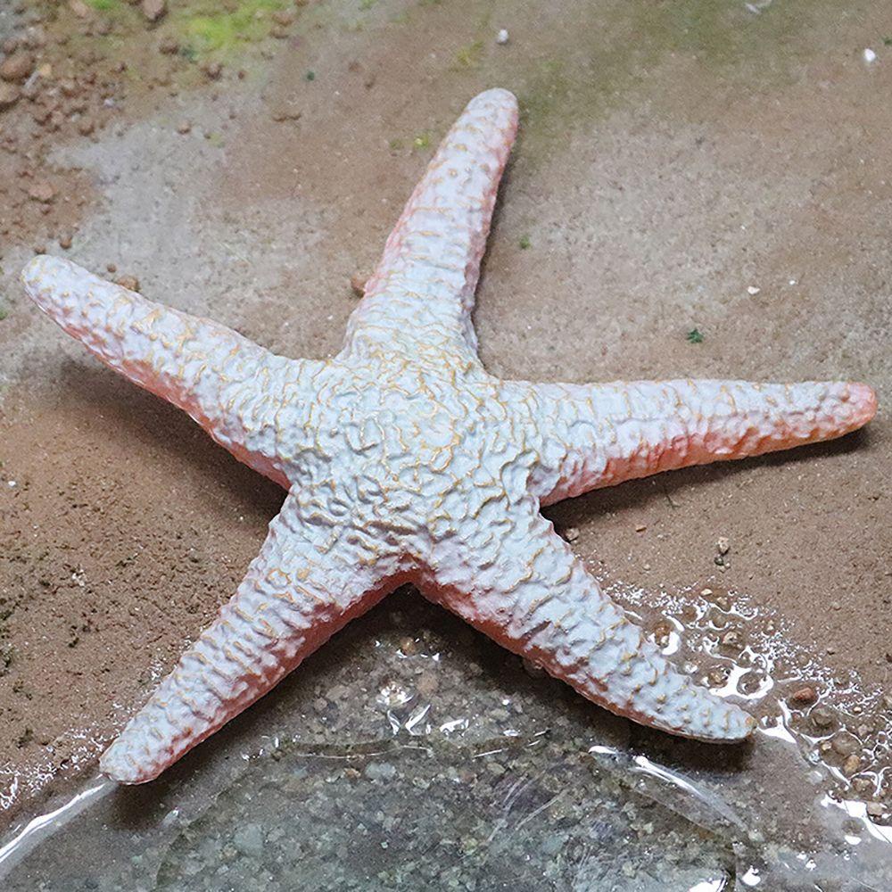 Mô Hình Sao Biển Đồ Chơi Giáo Dục Sớm Dành Cho Trẻ