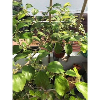 Cây 🌲 Táo xanh Thái (đang trái)