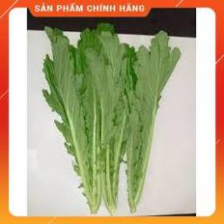 HẠT GIỐNG CẢI MÈO GÓI 20 GRAM