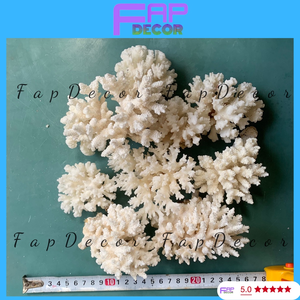 SAN HÔ BÔNG RẠN MINI BIỂN PHONG THỦY TRANG TRÍ BỂ CÁ TRANG TRÍ THỦY SINH DECOR BÀN LÀM VIỆC - FAPDECOR