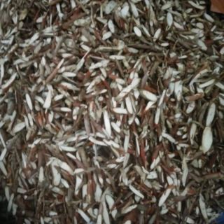 Sâm cau rừng khô ( Văn Bàn Lào Cai ) túi 1kg