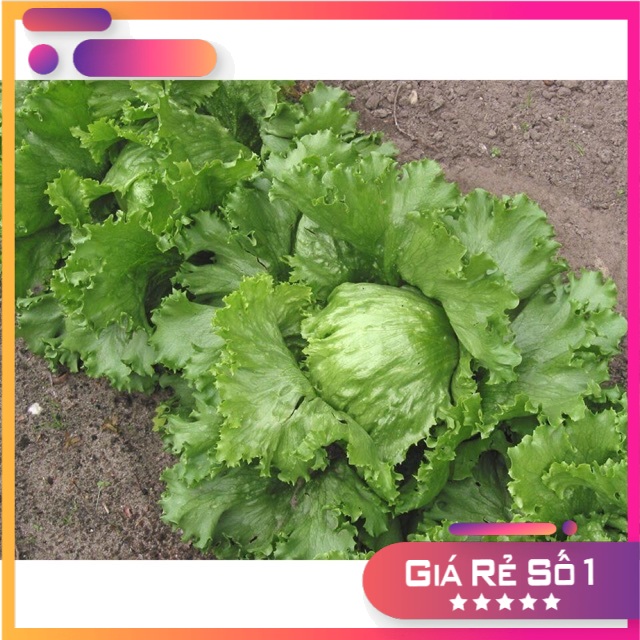 Hạt giống xà lách búp ice berg - 2000 hạt