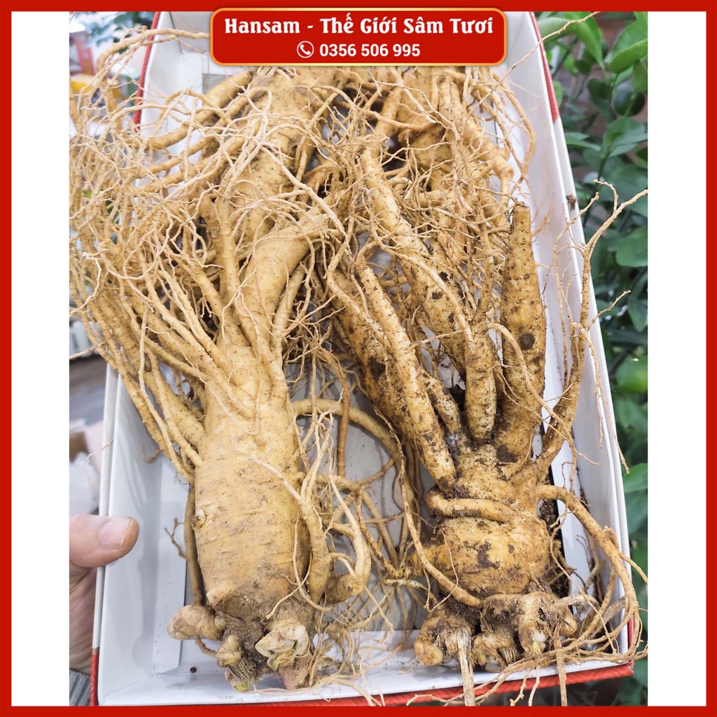 NHÂN SÂM TƯƠI 4CỦ/KG Chính Hãng Hàn Quốc - Ngâm Mật Ong, Hầm Nấu Bồi Bổ Sức Khỏe Mùa Dịch