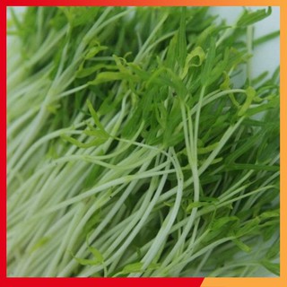 HẠT GIỐNG RAU MẦM RAU MUỐNG 50 GRAM