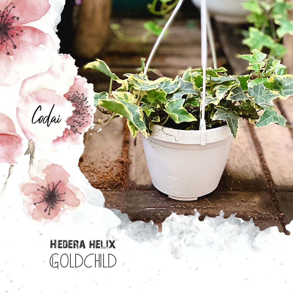 Cây Hedera helix Goldchild (Thường Xuân Goldchild) chậu treo trắng hoặc bí ngô 8cm